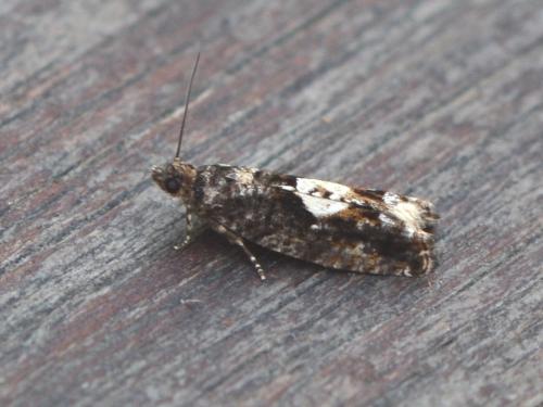 Réf. 342 400 : Epinotia immundana